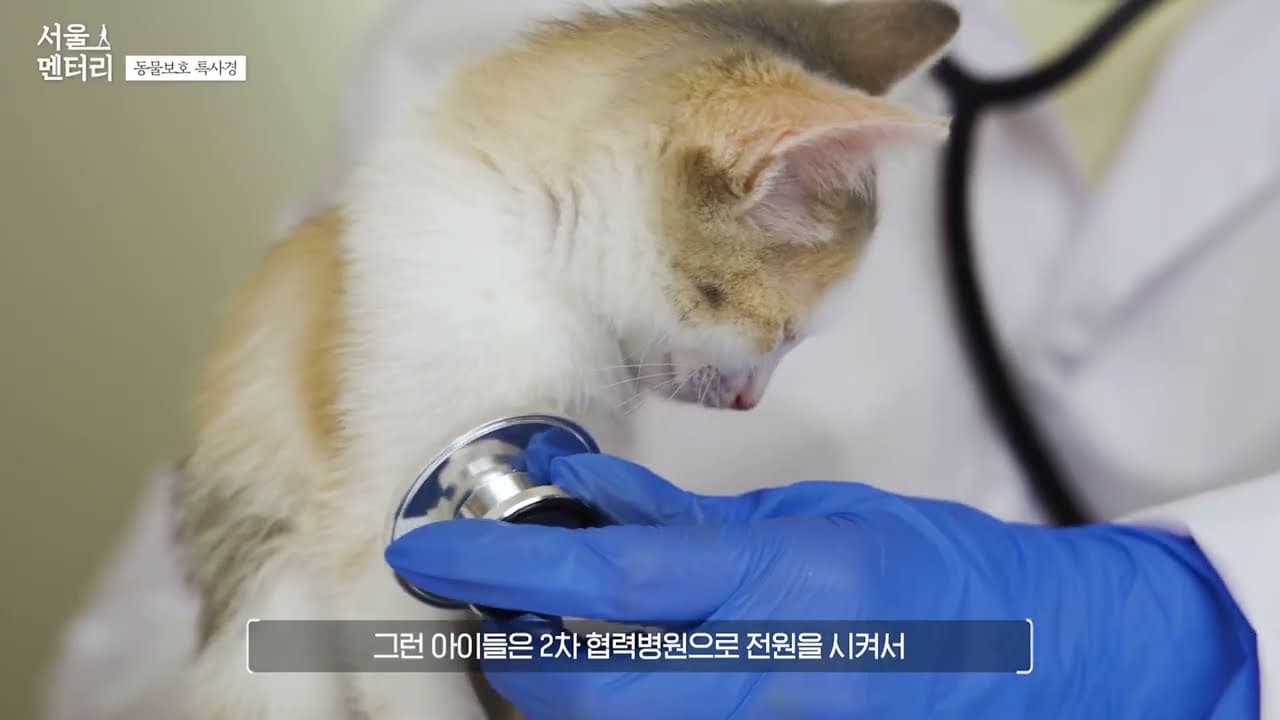 2022 서울시 유튜브 콘텐츠 <서울멘터리 : 동물학대 전담 수사팀> 촬영